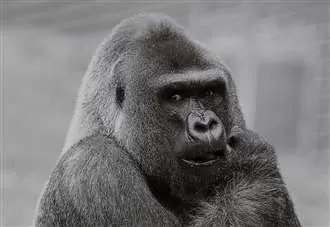 Sadness at death of ‘legendary’ silverback gorilla
