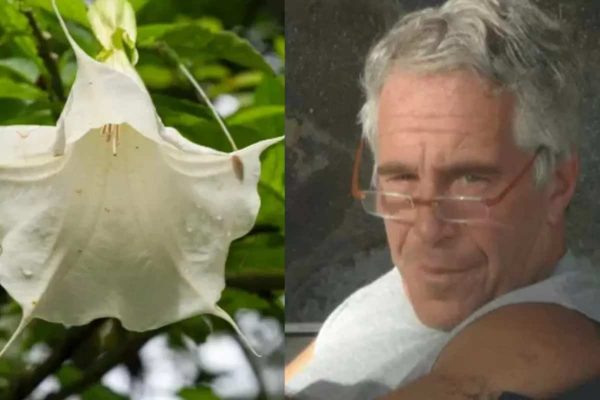 What Is ‘Zombie Flower’? Trumpet Plant Linked To Mind-Control Drug In Epstein Files