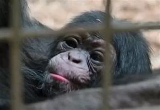 Baby chimpanzee born at Kent animal park - but not without heartbreak