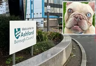 Council issues first fine after French bulldogs among animals sold illegally