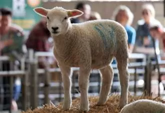 Where to see adorable newborn lambs this spring